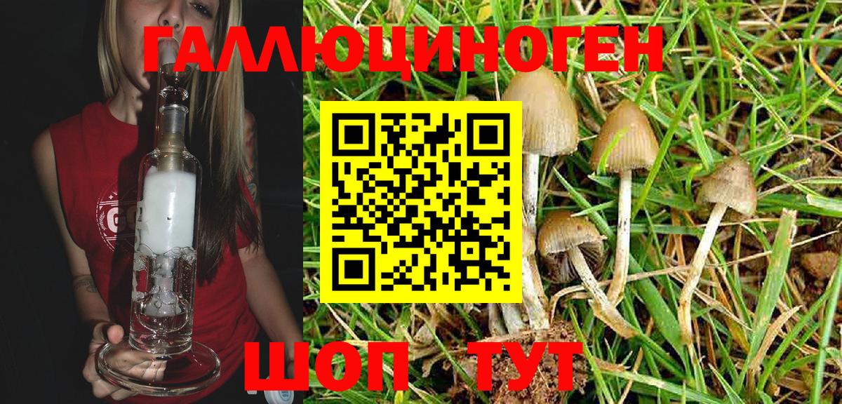 Галлюциногенные грибы Psilocybe  Жуковский 